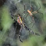 Wespenspinnen weisen einen gorßen Geschlechts-Dimorphismus auf.