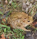 Die Männchen versuchen bereits vor Erreichen des Laichgewässers ein Weibchen für sich zu gewinnen. Laichbereite
Weibchen werden von den Männchen besprungen und vom Rücken her mithilfe der starken Vorderbeine
und Haftschwielen fest umklammert.