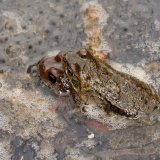 Die Weibchen setzen die Eier, vom Männchen besamt und umhüllt mit einer Gallerthülle, als Laichballen ab.