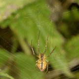 Der Bereich um die offene Nabe ist als Sitzbereich mit einer kleinen Fadenspirale ausgestattet. Von dort kann sie sich mit weiteren Fäden abseilen oder wieder emporklettern.