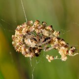 Auch ein abgefallener, sich im Netz verfangener Blütenstand der Schwarzerle kann – in die richtige Form gebraucht – als Schlupfwinkel genutzt werden.