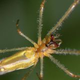 Streckerspinnen wie hier ein Weibchen der Berg-Streckerspinne, haben lange, kräftige Chelicern.
