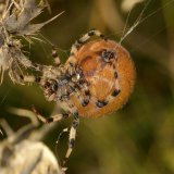 Die Seidenfäden aus den Spinndrüsen werden nach dem Austreten durch die Beine gehalten.