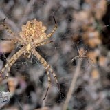 Bei der gelappten Wespenspinne Argiope lobata ist der Größenunterschied zwischen den Geschlechtern extrem.