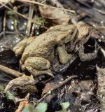 Während der letzten Strecke zum Laichgewässer trägt das größere Weibchen seinen kleineren Partner.