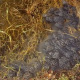 Meist laichen viele Grasfroschweibchen gemeinsam an der gleichen Stelle ab. Durch das Aufquellen der Gallerte schwimmen
die Laichballen dann an der Oberfläche des Gewässers.