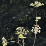 Dieses Netz einer Herbstpinne im Blütenbereich eines Bärenklaus ist stark geneigt.