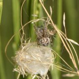 Dieses Schilfradspinnen- Männchen hat sich im vertrockneten Gras einen Schlupfwinkel aus Seide gebaut.