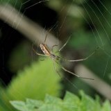 Das Netz der Berg-Streckerspinne weist eine offene Nabe und eine große Maschenweite auf. Die Spinne, hier ein junges Männchen, hält sich meist im Bereich der offenen Nabe auf.