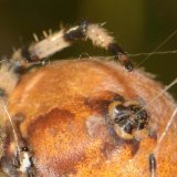 Die Spinne kann mit Hilfe ihres Krallenapparat am Fußende die Seidenfäden spannen.
