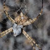 Das Männchen erscheint im Größenvergleich zum Weibchen zwergenhaft.