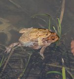 Das Erdkrötenpaar schwimmt vor dem Ablaichen einige Zeit gemeinsam im Teich.