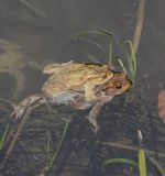 Das Erdkrötenpaar schwimmt vor dem Ablaichen einige Zeit gemeinsam im Teich.