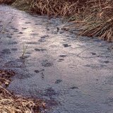 An bevorzugten Laichgewässern können
mehere hundert Laichballen eine mehrere m² große Gallert-Froschei-Fläche bilden