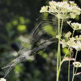 Je nach Standort und Befestigungsmöglichkeiten wird das Netz nicht plan gespannt.