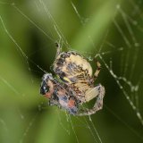 Schilfradspinnen sind bei ihrer Beute nicht wählerisch, sondern nutzen alle Insekten, die sich im Netz verfangen, hier eine Blutzikade.