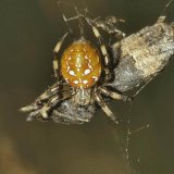 Eine Vierfleck-Kreuzspinne hat einen Schmetterling, einen kleinen Fuchs gefangen.