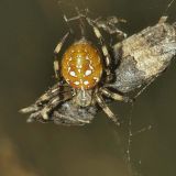 Eine Vierfleck-Kreuzspinne hat einen Schmetterling, einen kleinen Fuchs gefangen.