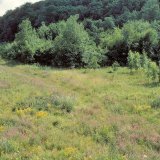Die grasreiche Hochstaudenflur in der Ruhraue bei Arnsberg-Neheim war ein dicht besiedeltes Habitat der Wespenspinne.