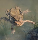 Das Männchen klammert sich sehr fest an das Weibchen. Der
Klammerreflex des Männchens, Amplexus genannt, löst sich erst nach erfolgreicher Eiabgabe durch das Weibchen.