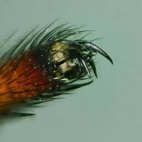 Der Krallenapparat der Gartenkreuzspinne besteht aus zwei großen Krallen mit kräftiger Spitze und einem kammartigen Bereich, einer beweglichen großen Mittelkralle und an den Seiten und dem unteren Rand biegsame Borsten mit kleinen Haken. Die beiden beweglichen großen Krallen mit ihrer Spitze, die alle Spinnen besitzen, dienen zum Festhalten an rauhen Oberflächen oder an Spinnenfäden, die zwischen die Kammzähne geklemmt werden. Netzspinnen sind zum schnellen Festhalten und Klettern im Netz mit einer zusätzlichen Mittelkralle und Borsten ausgestattet. Zum Festhalten am dünnen Seidenfaden wird die Mittelkralle nach unten gezogen und damit der Spinnenfaden gegen die biegsamen Borsten eingeklemmt. Zum Lösen schnellt die Mittelkralle nach oben und die Borsten geben den Faden frei.