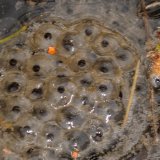 Die Froscheier sind einzeln von einer Gallerte umgeben, die nach Abgabe der Eier ins Wasser stark aufquillt. Ein Eiballen enthält im Durchschnitt 1000 bis 2500 Eier