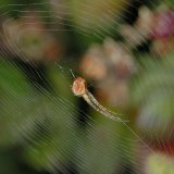 Meist ist das Radnetz der Herbstspinne zum Boden hin geneigt.