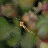 Meist ist das Radnetz der Herbstspinne zum Boden hin geneigt.