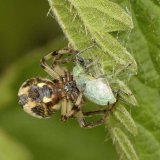 Auch ein in die Fäden des Schlupfwinkels geratener Nessel-Grünrüssler ist als Nahrung willkommen. Die Spinne spinnt den Käfer ein, indem sie ihn mit Seide „beschießt“ und mit den Hinterbeinen immer wieder dreht.