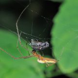 Eine weibliche Berg-Streckerspinne hat eine Fliege gefangen und eingesponnen.