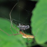 Eine weibliche Berg-Streckerspinne hat eine Fliege gefangen und eingesponnen.