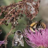 Eine Vierfleck-Kreuzspinne sitzt in ihrem Schlupfwinkel aus einem welken Farnblatt und hat dort eine eingesponnene Honigbiene als Nahrungsvorrat aufgehängt.