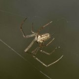 Die Blattzeichnung auf dem Hinterkörper der Dunklen Streckerspinne ist deutlich erkennbar.