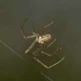 Die Blattzeichnung auf dem Hinterkörper der Dunklen Streckerspinne ist deutlich erkennbar.