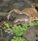 In einer Erdkrötenpopulation herrscht erheblicher Männchen-Überschuss. Das Geschlechterverhältnis Männchen
zu Weibchen beträgt durchschnittlich 4 : 1, mit großen lokalen Unterschieden zwischen den einzelnen
Populationen. Wegen dieses ungleichen Geschlechterverhältnisses finden viele Männchen keine Partnerin und versuchen deshalb, andere Männchen zu verdrängen.
