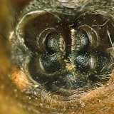 Am Ende des Hinterleibs der Gartenkreuzspinne befinden vordere, mittlere und hintere Spinnwarzen. Diese können – wie im Bild – zusammengelegt werden oder in verschiedene Richtungen bewegt werden, so dass der austretende Seidenfaden in unterschiedliche Richtungen abgegeben werden kann. Auf den Spinnwarzen befinden sich zahlreich Spinnspulen. Jede Spinnspule mit einer der 7 Spinndrüsen verbunden. Dadurch kann die Spinne verschiedene Arten von Spinnseide für unterschiedliche Zwecke herstellen.