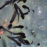 Nach etwa 2 - 3 Wochen schlüpfen aus den Eiern kleine, dunkel gefärbte, fischähnliche Larven, die äußere Kiemen
besitzen. Die Larven halten sich als Schwarm zunächst direkt über den leeren Eihüllen auf, wo es gegenüber
der Wassertemperatur bis 10° C wärmer sein kann. Die Larvalentwicklung bis zur Metamorphose dauert
im Durchschnitt 7 - 12 Wochen. Die Zeitdauer sowohl der Ei- als auch der Larvalentwicklung ist stark abhängig
von der umgebenden Wassertemperatur.