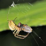 Das Nahrungsspektrum der Herbstspinne ist breit. Oft gehen Fliegen ins Netz.