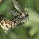 Im Netz verfangen sich auch größere, in Feuchtgebieten lebende Insekten wie hier ein Paar der Kohlschnake.