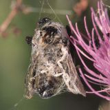 Die gefangene Honigbiene zieht kleine Nistfliegen (Desmometopa sp.) als Kommensalen an.