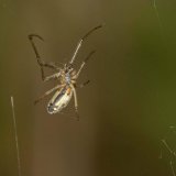Ein Männchen der Dunklen Streckerspinne mit langen zum Begattungsorgan umgestalteten Kiefertaster (Pedipalpen) im Netz.