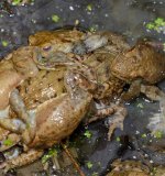 Der Klammer- und
Paarungstrieb der Männchen ist so stark, dass durch noch nicht verpaarte Männchen nicht nur Paare belästigt und auf dem Wasser treibende Gegenstände umklammert werden. Es bilden sich auch Knäule aus unverpaarten
Männchen.