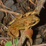 Unmittelbar nach der Metamorphose sind die kleinen Grasfrösche nur ca. 1,5 cm groß und wiegen 0,5 - 1 g.