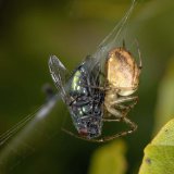 Diese Herbstspinne hat eine Goldfliege gefangen.