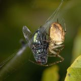 Diese Herbstspinne hat eine Goldfliege gefangen.