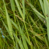 In Uferbereichen fangen Schilfradspinnen häufig Kleinlibellen wie hier eine Becher-Azurjungfer (Enallagma cyanthigerum) und eine Große Pechlibelle (Ischnura elegans).