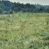 Die grasigen und krautreichen Flächen auf jungen Laubholz-Anpflanzungen werden von der Wespenspinne auch als Habitat abgenommen.