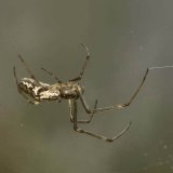 Die dunkle Streckerspinne Tetragantha nigrita hat insgesamt eine dunkle Grundfärbung und ist auf dem Hinterkörper kontrastreich gezeichnet. Der vordere Teil des Hinterkörpers ist etwas aufgewölbt.