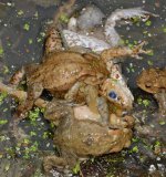 Es kommt häufiger vor, dass bei einer solchen Klammerorgie das einzige Weibchen
im Knäuel ertränkt wird. Für die Weibchen sind Paarung und Ablaichen somit mit einem erheblichen
Lebensrisiko verbunden.