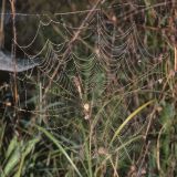 Im Frühherbstlichen Morgentau sind die Spinnennetze im hohen, absterbenden Gras gut zu sehen.